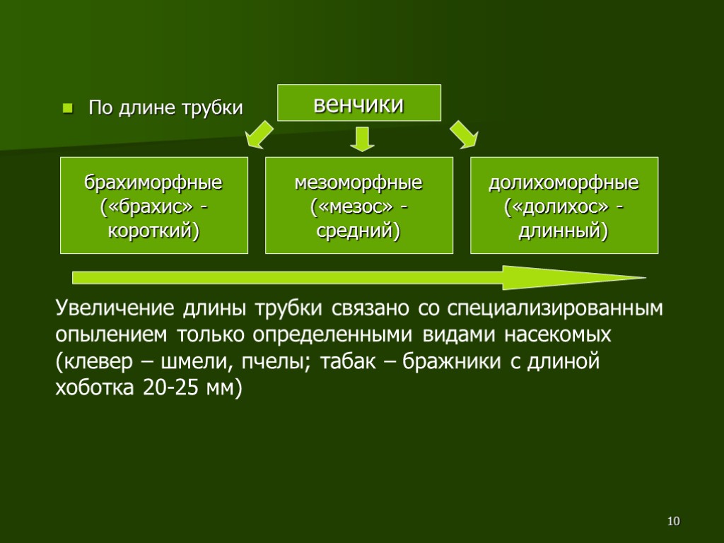 10 По длине трубки венчики долихоморфные («долихос» - длинный) мезоморфные («мезос» - средний) брахиморфные